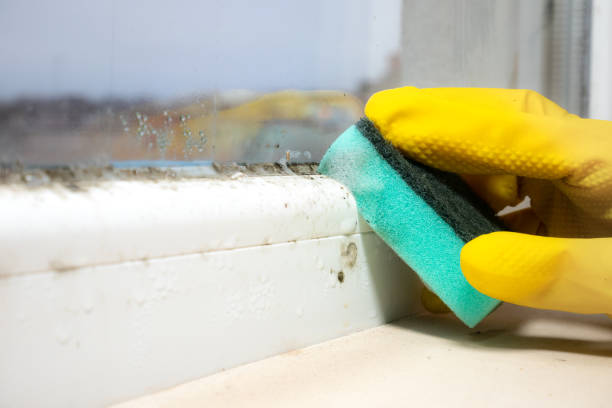 Best Attic Mold Removal  in Grant Park, IL