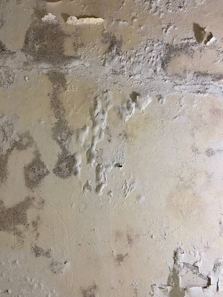 Best Black Mold Removal  in Grant Park, IL