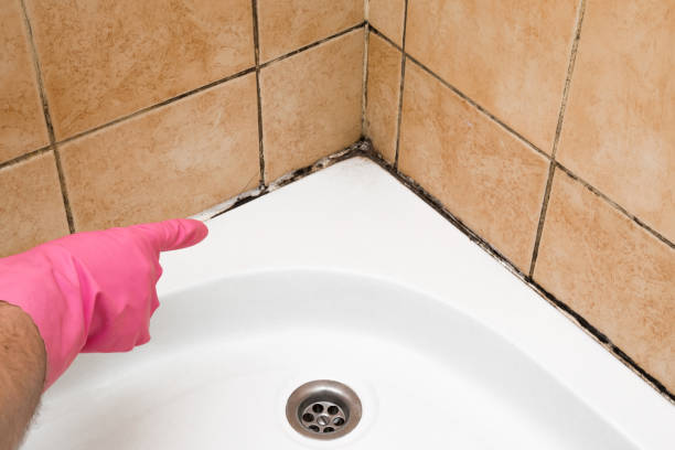 Reliable Grant Park, IL Mold Removal Solutions